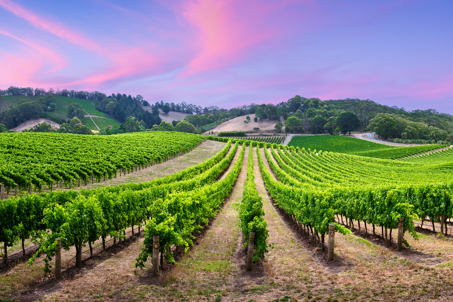 Hunter Valley Winery Tour